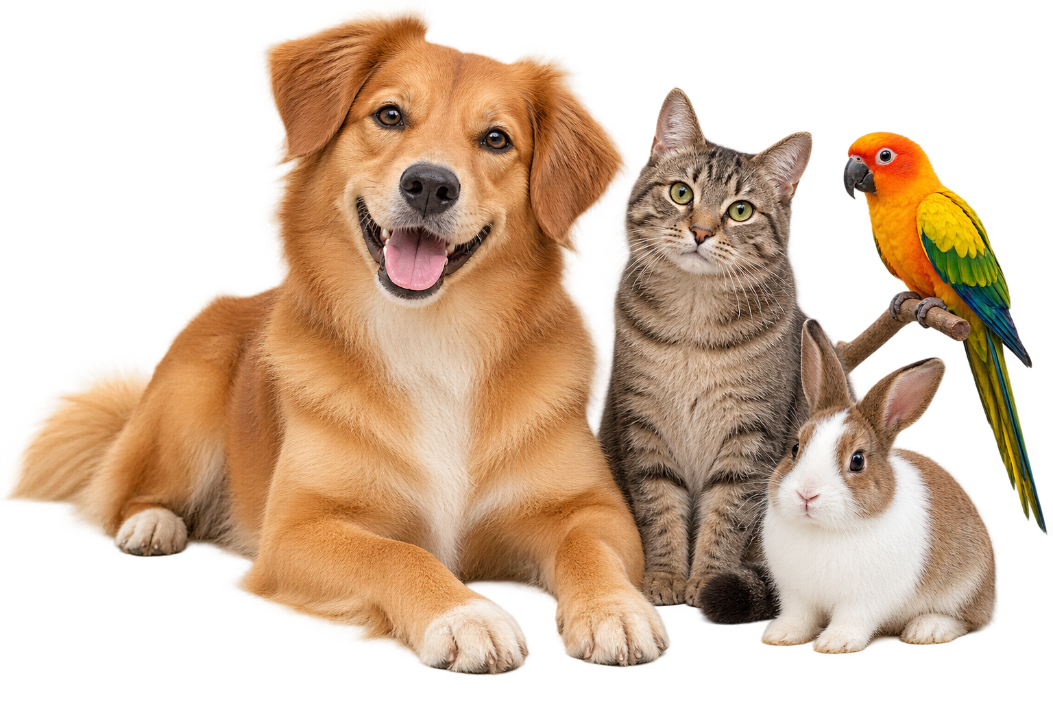A happy dog, cat, rabbit, and parrot together